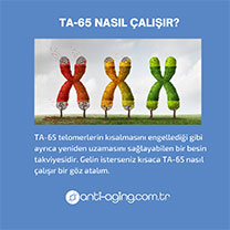 TA-65 Nasıl Çalışır