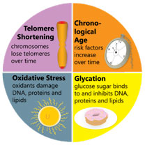 Yaşlanmada Telomer Kısalması ve Diğer Faktörler