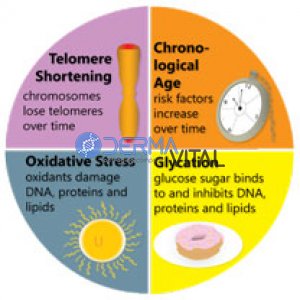 Yaşlanmada Telomer Kısalması ve Diğer Faktörler