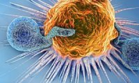 Bağışıklık Sistemi ve Telomer Kısalması Arasındaki Bağlantı