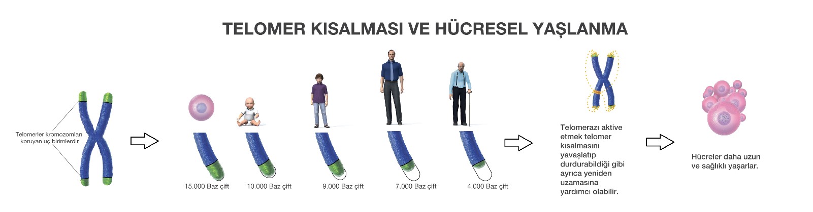 Telomer Kısalması ve Hücresel Yaşlanma