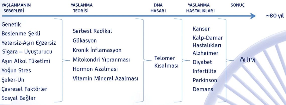 telomer tedavisinde yaşlanma süreçleri