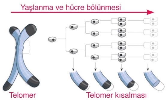 Yaşlanma ve Hücre Bölünmesi